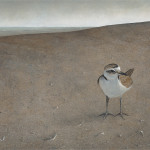 Little Snowy Plover – Derek Bond