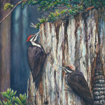 Pileated Woodpeckers – Linda Parkinson